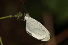 Leptosia alcesta