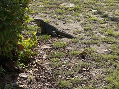 Cyclura nubila caymanensis