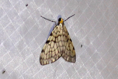 Graphidipus pilifera