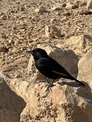 Onychognathus tristramii