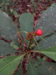 Carapichea ligularis