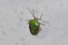 Pygoda polita
