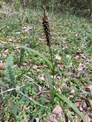 Carex erinacea