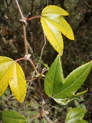 Passiflora mixta