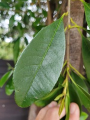 Photinia serratifolia ardisiifolia