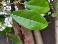 Photinia serratifolia ardisiifolia