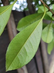 Photinia serratifolia ardisiifolia