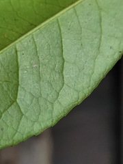 Photinia serratifolia ardisiifolia