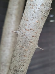 Photinia serratifolia ardisiifolia