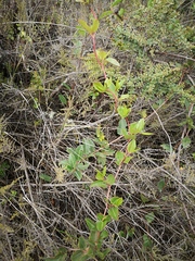 Muehlenbeckia tamnifolia