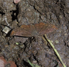 Anisochoria minorella