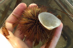 Lytechinus variegatus