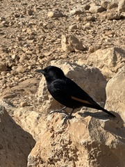 Onychognathus tristramii