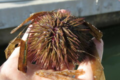 Lytechinus variegatus