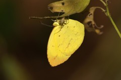 Eurema desjardinsii