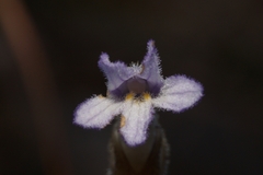 Aphyllon uniflorum