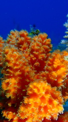 Ptilocaulis walpersii