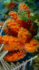 Ptilocaulis walpersii