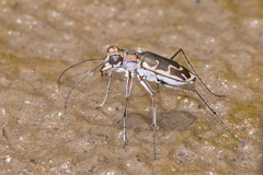 Ellipsoptera sperata