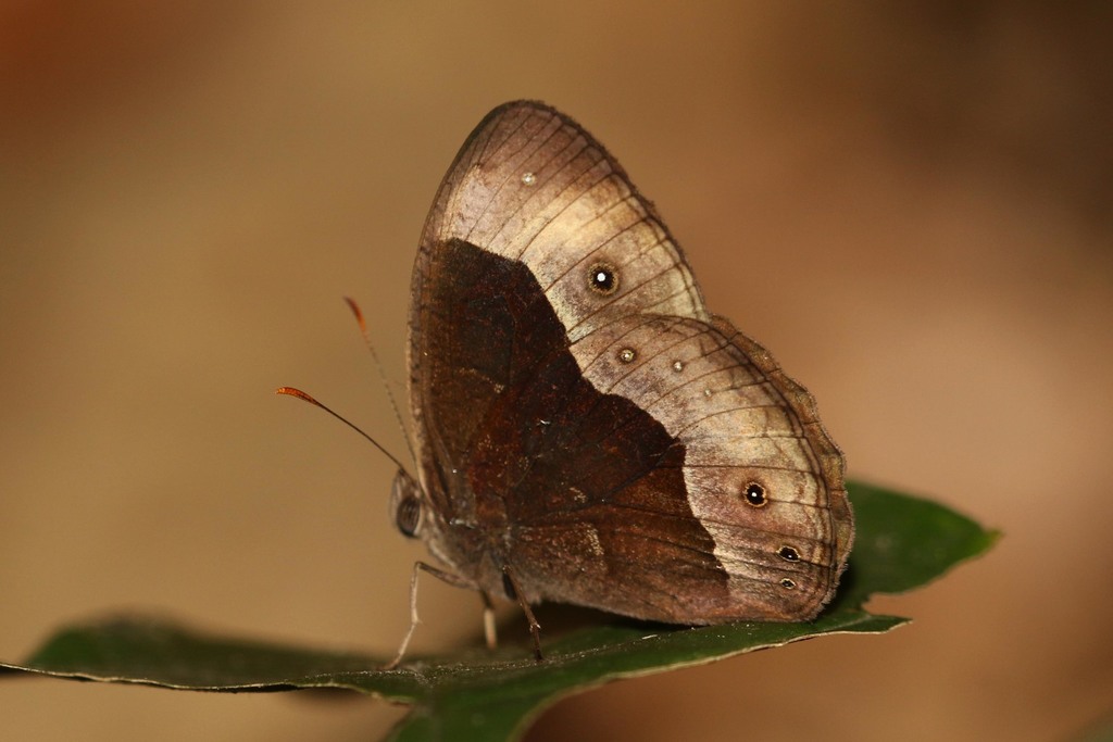 Chirinda Bush Brown