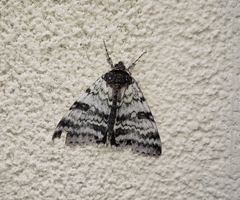 Catocala relicta