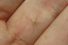 Ophiothrix