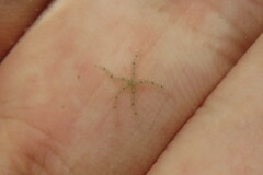 Ophiothrix