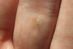 Ophiothrix