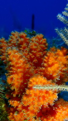 Ptilocaulis walpersii