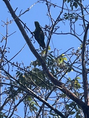 Amazona leucocephala