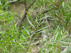 Acacia longifolia longifolia