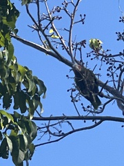 Amazona leucocephala