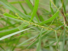 Acacia longifolia longifolia