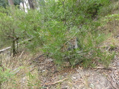 Acacia longifolia longifolia