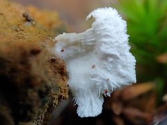 Cyphellostereum pusiolum