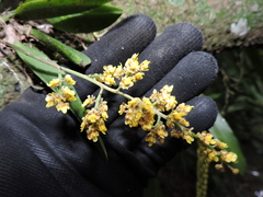 Trichocentrum pumilum