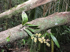 Trichocentrum pumilum