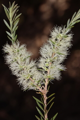 Melaleuca preissiana