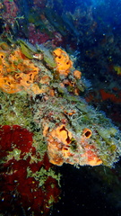 Hyattella cavernosa