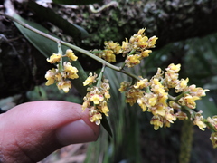 Trichocentrum pumilum