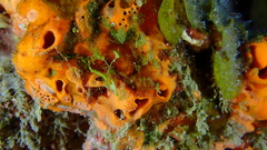 Hyattella cavernosa