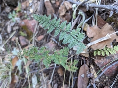 Myriopteris fendleri