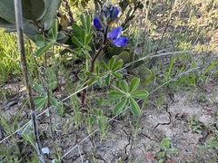 Lupinus succulentus