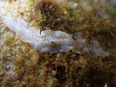 Enchiridium punctatum