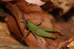 Catantopinae