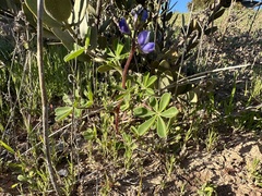 Lupinus succulentus