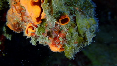 Hyattella cavernosa