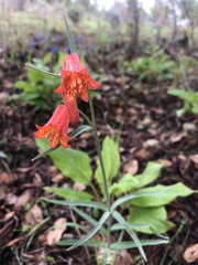 Fritillaria recurva