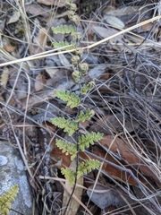 Myriopteris fendleri