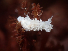 Aegires albopunctatus